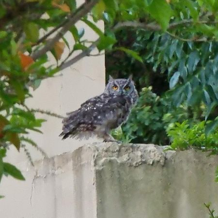 Tuckaway Villa Somerset West Kültér fotó